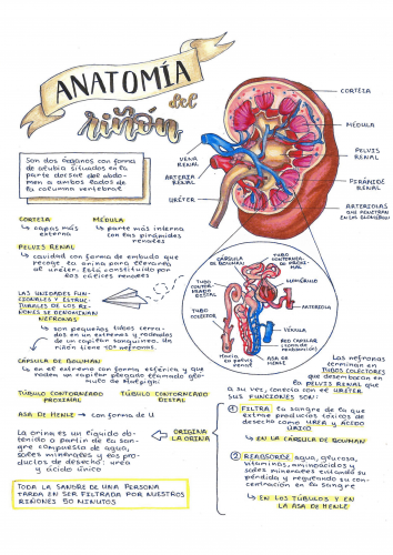 ANATOMÍA DEL RIÑÓN