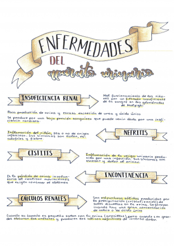 ENFERMEDADES URINARIAS