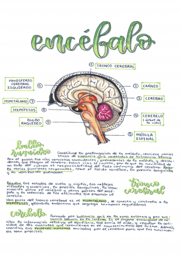 ANATOMÍA DEL ENCÉFALO