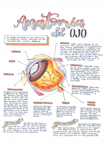 ANATOMÍA DEL GLOBO OCULAR