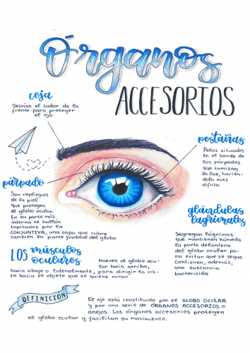 ANATOMÍA DEL OJO