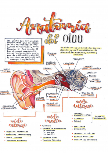 ANATOMÍA DEL OÍDO