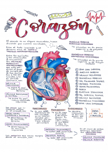 ANATOMÍA DEL CORAZÓN