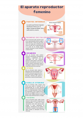 Infografía sobre el aparato reproductor femenino